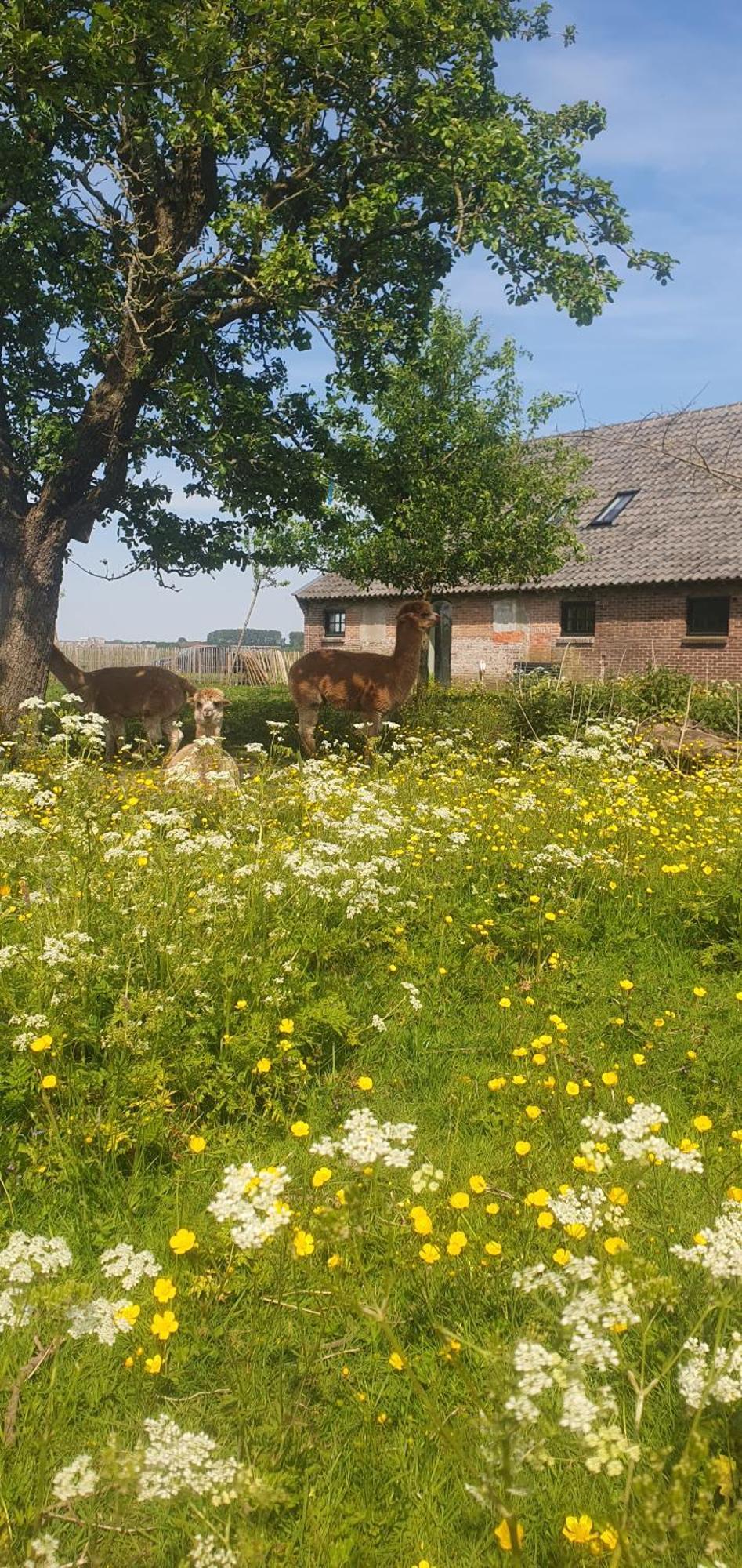 De Wagenloods Panzió Alphen aan den Rijn Kültér fotó